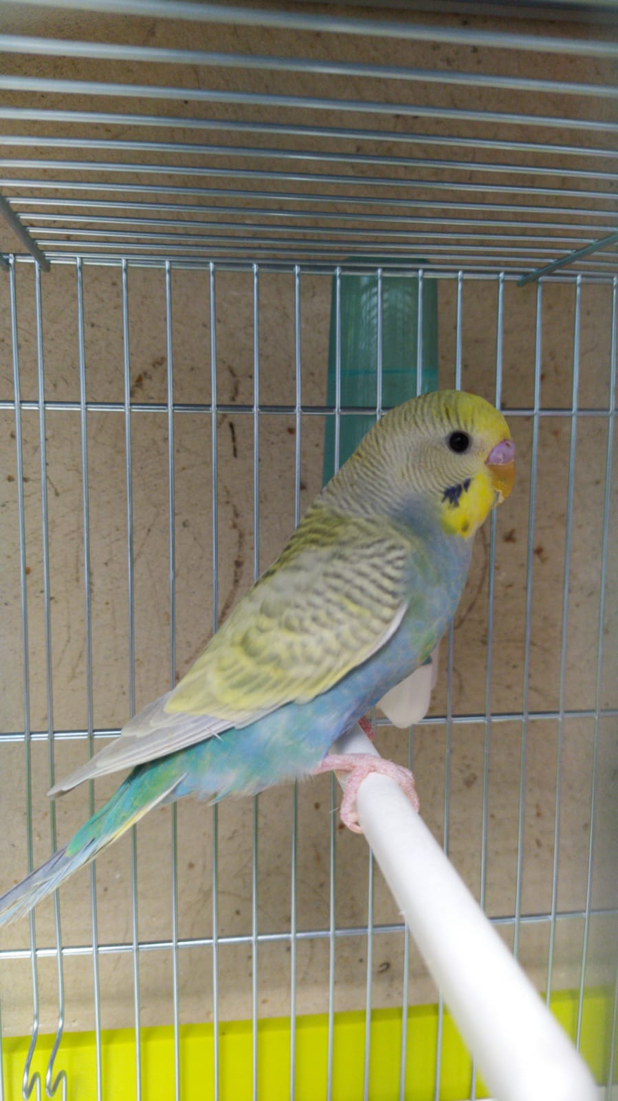 Nuovo Coco